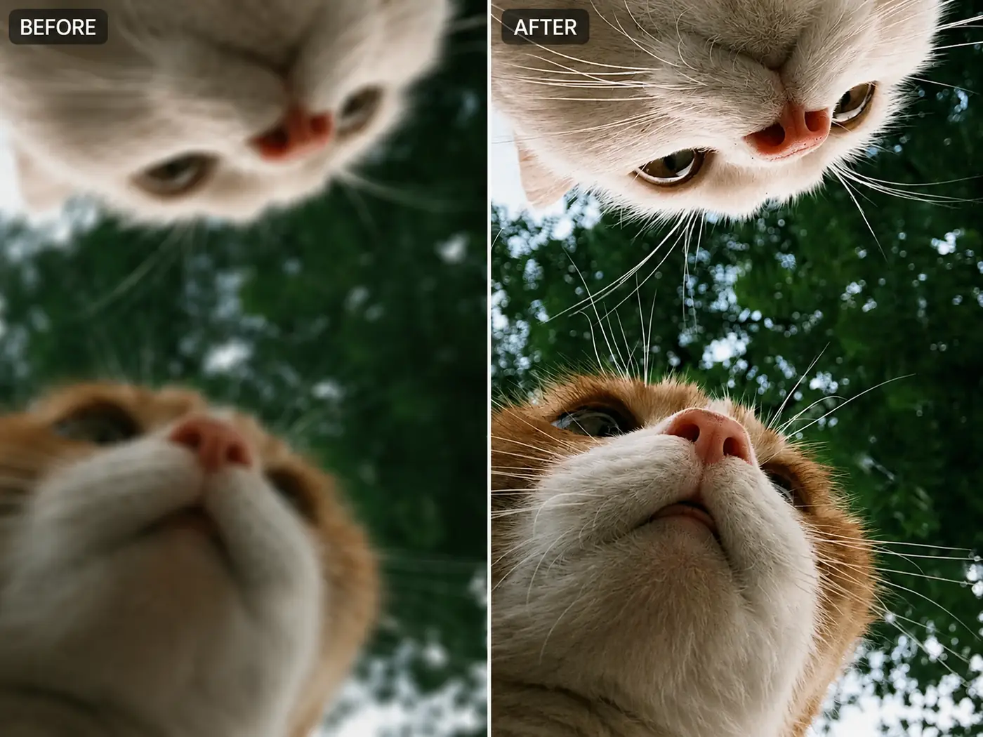 Enhance Photo Quality with AI in 3 Simple Steps