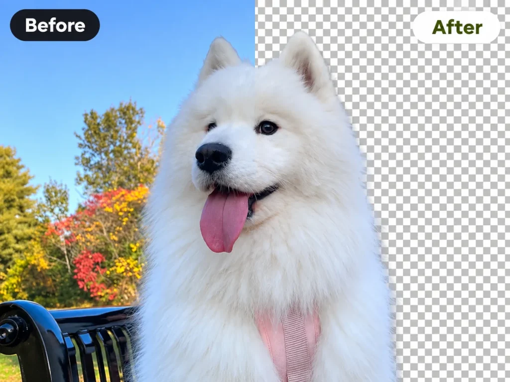 Download a Transparent Background Image